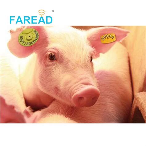 rfid ear tags for pigs|fdx ear tags.